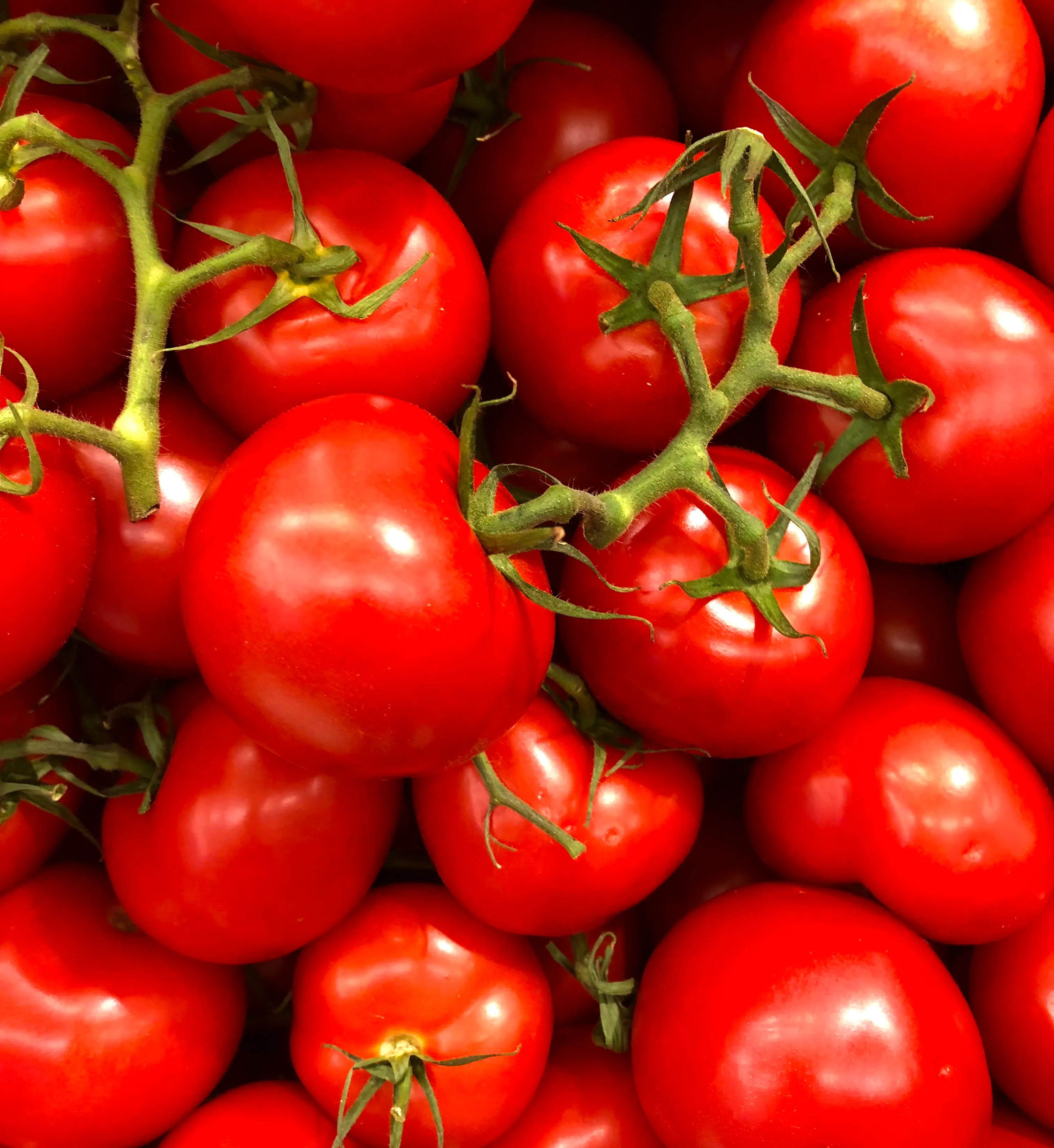 Nation Farms Ltd — tomato processing